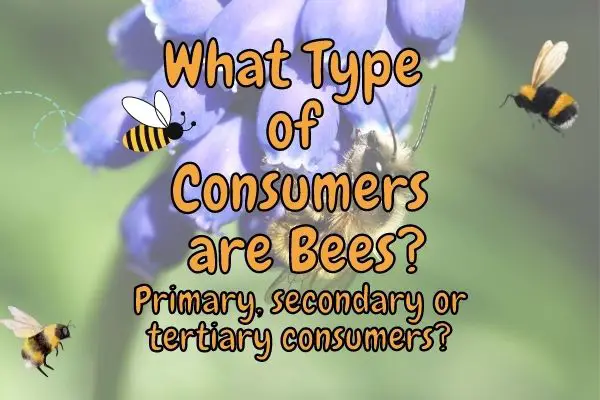 Bee consumer types