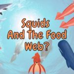 Where Do Squid Fit in the Marine Food Web? (Explained!)
