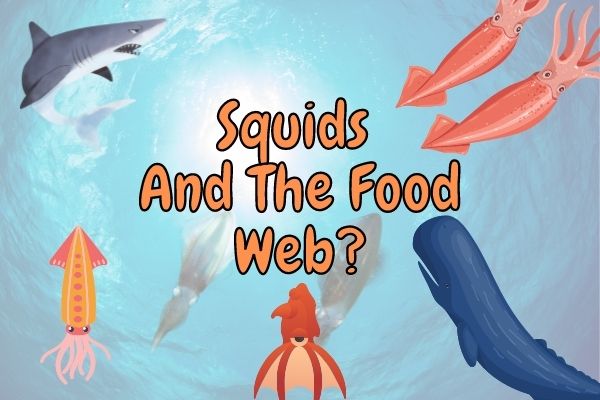 squid in the food web