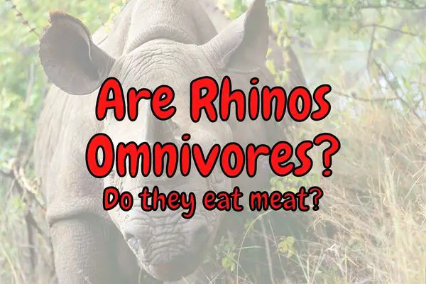 Are Rhinos Omnivorous Animals? (Do They Eat Meat?)