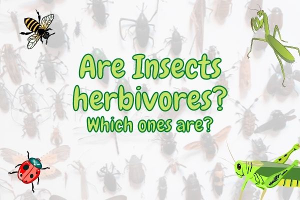 Are Insects Herbivores? (Answered And Explained!)