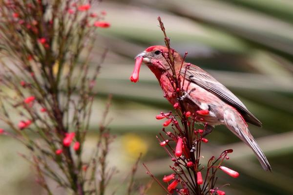 House finch eating flower