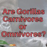 Do Gorillas Eat Meat? (Are They Carnivores or Omnivores?)