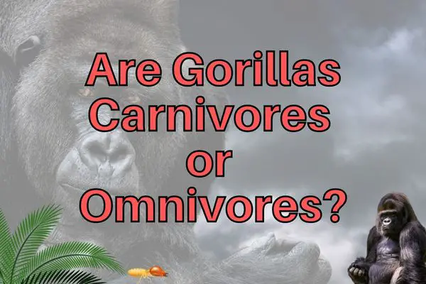 Do Gorillas Eat Meat? (Are They Carnivores or Omnivores?)