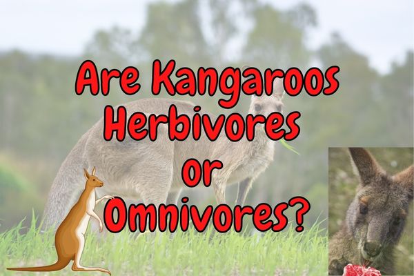 Are Kangaroos Herbivores or do they also Eat Meat?