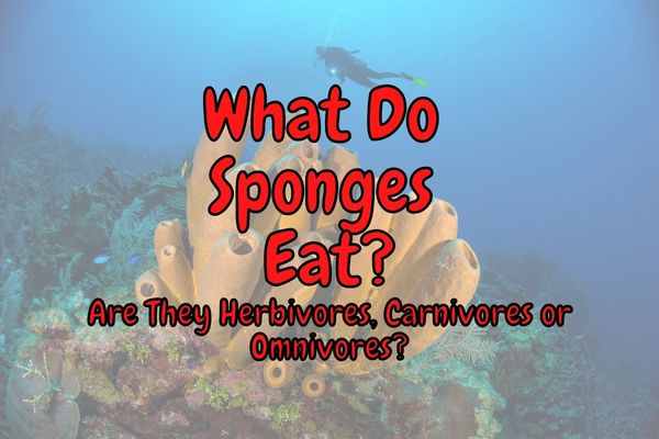 Are Sponges Herbivores, Carnivores or Omnivores? (Answered!)