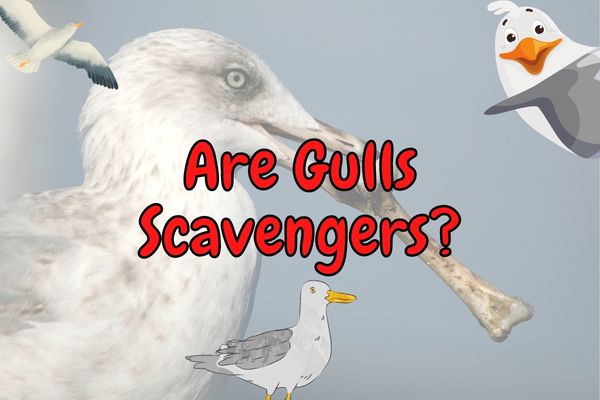 Are Seagulls Scavengers? (What do They Eat?)