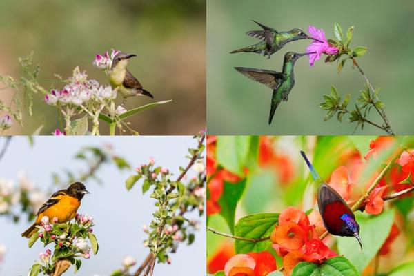 Birds eating nectar from flowers