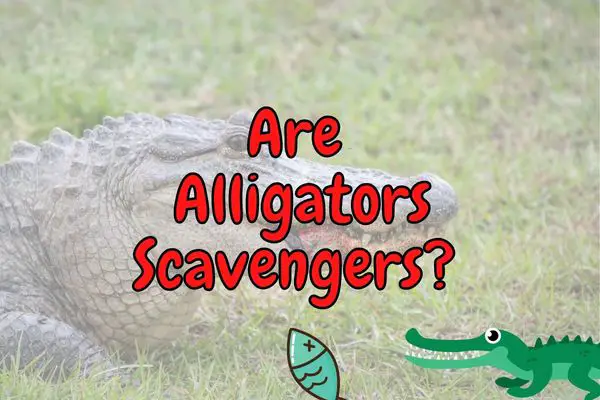 Are Alligators Scavengers? (Do They Eat Dead Animals?)