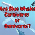 Are Blue Whales Carnivores or Omnivores? (Explained!)