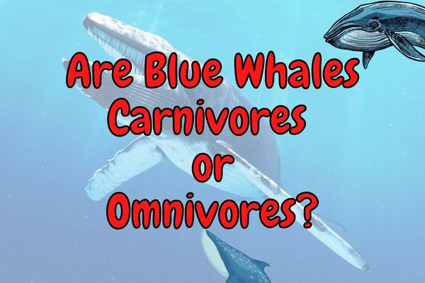 Are Blue Whales Carnivores or Omnivores? (Explained!)