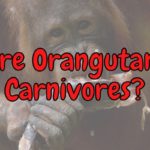 Are Orangutans Carnivores? (Do They Eat Meat?)