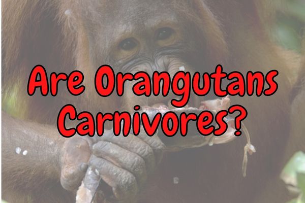 Are Orangutans Carnivores? (Do They Eat Meat?)