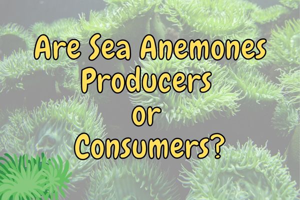 Are Sea Anemones Producers or Consumers? (Answered!)