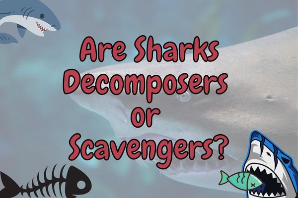 Are Sharks Decomposers or Scavengers? (With Examples!)