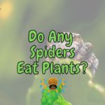 Are Spiders Carnivores or Omnivores? (Plant-eating spiders?!)