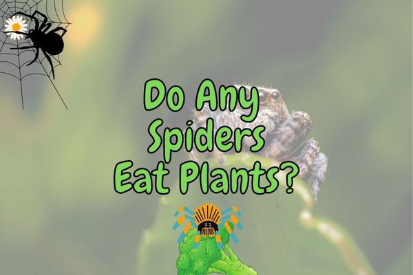 do spiders eat plants