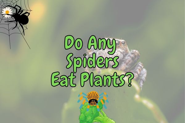 Are Spiders Carnivores or Omnivores? (Plant-eating spiders?!)