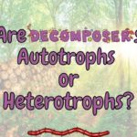 Are Decomposers Autotrophs or Heterotrophs? (Answered!)