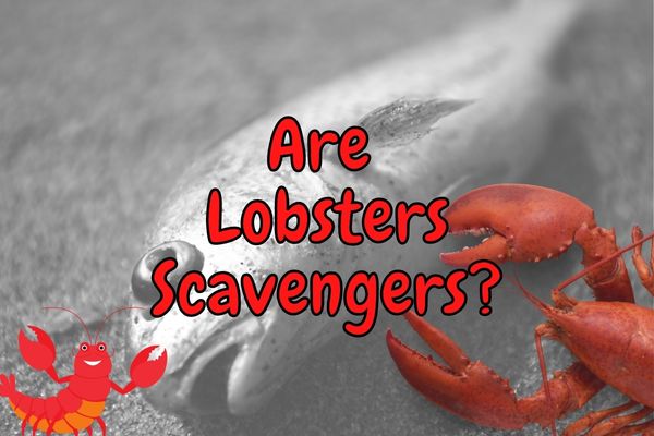 Are Lobsters Carnivores or Omnivores? (Do They Scavenge?)