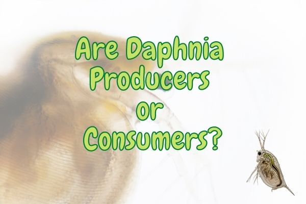 Are Daphnia Producers or Consumers? (Know The Facts!)