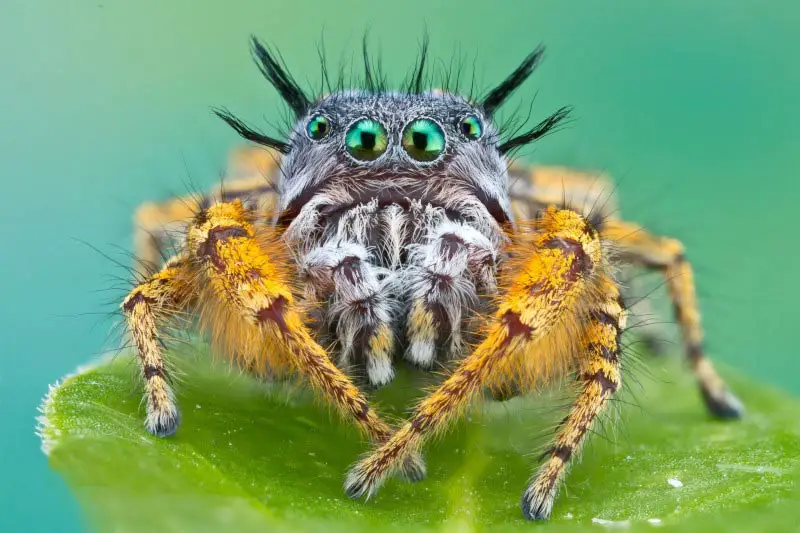 Bagheera kiplingi herbivore spider