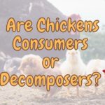 Are Chickens Omnivores (Explained!)