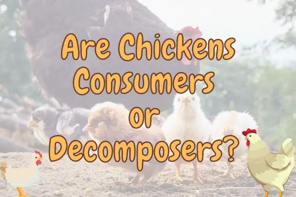 Are Chickens Omnivores (Explained!)