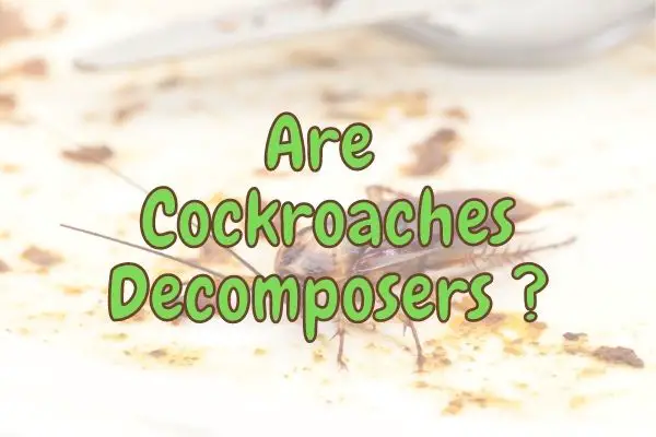 Are Cockroaches Decomposers or Detritivores? (Answered!)