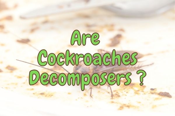 Are Cockroaches Decomposers or Detritivores? (Answered!)