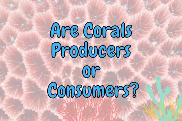 Are corals plants or animals