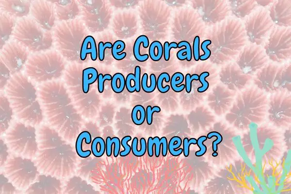 Are Corals Producers or Consumers? (Answered!)