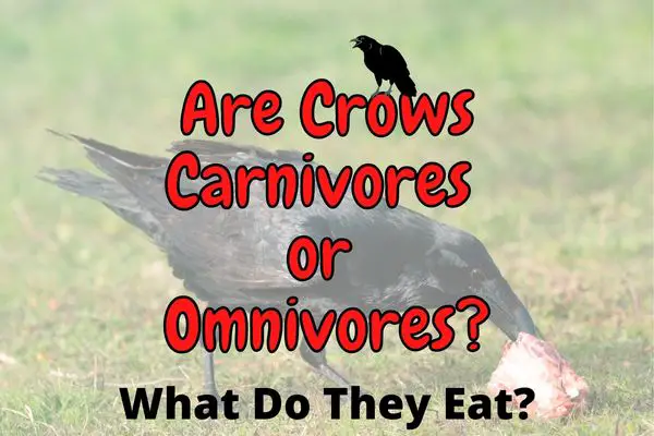 Are Crows Carnivores or Omnivores? (Answered!)