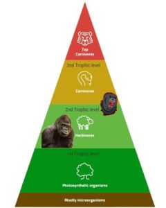 Do Gorillas Eat Meat? (Are They Carnivores or Omnivores?) – Outlife Expert Biology Diagrams