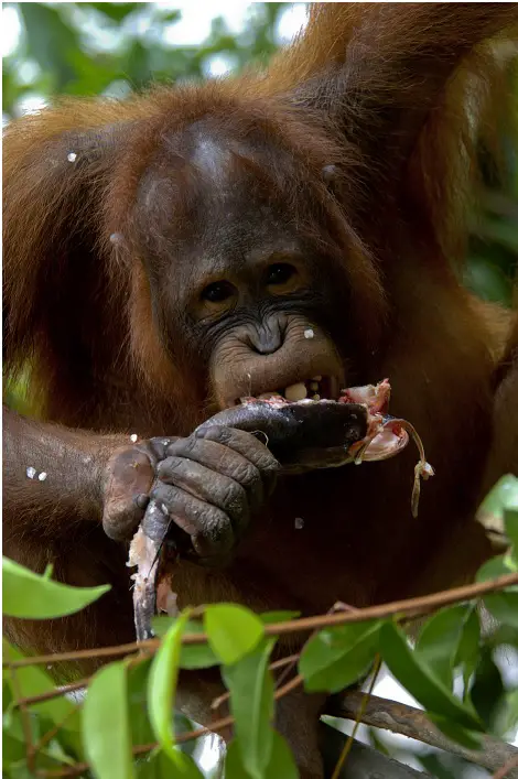 Orangutan eating a fish!