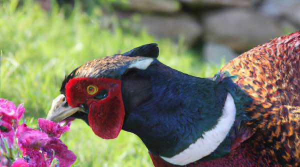 Pheasant eating flower in garden