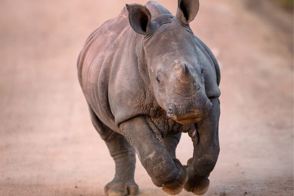 Are Rhinos Omnivorous Animals? (Do They Eat Meat?) – Outlife Expert