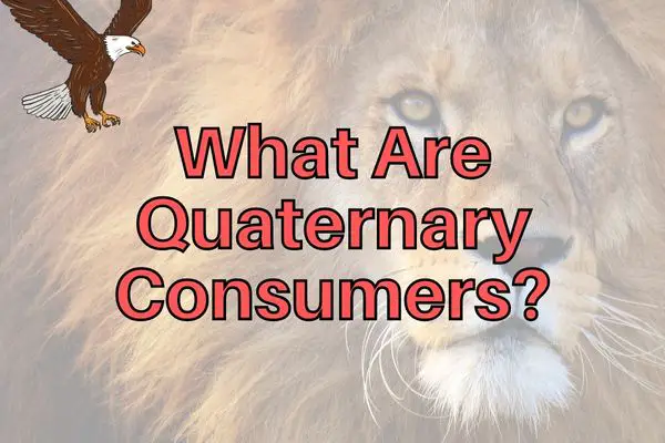 What Are Quaternary Consumers? (Answered With Examples!)