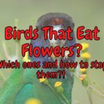 What Birds Eat Flowers? (And How To Avoid It!)