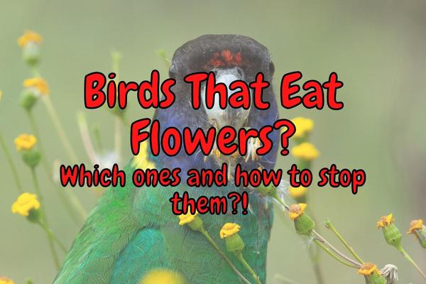 What Birds Eat Flowers? (And How To Avoid It!)