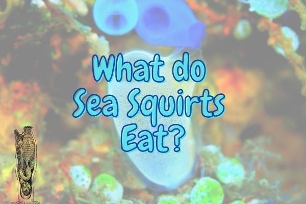 What do Sea Squirts Eat? (Their Diet Revealed!)