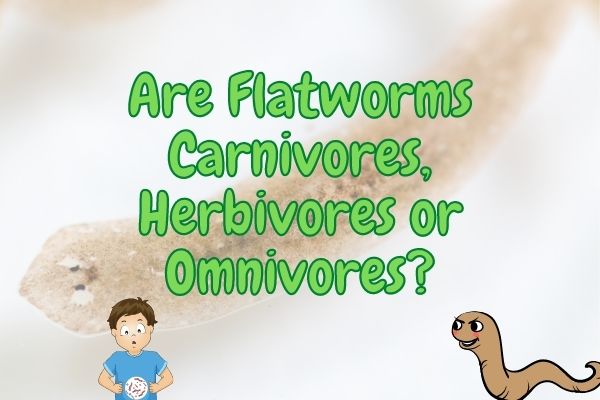 Are Flatworms Carnivores, Herbivores or Omnivores?