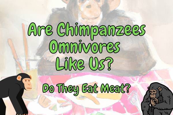 Are Chimpanzees Omnivores? (Will They Eat Meat?)