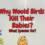 Do Birds Kill Their Own Babies? (Why Would They?)