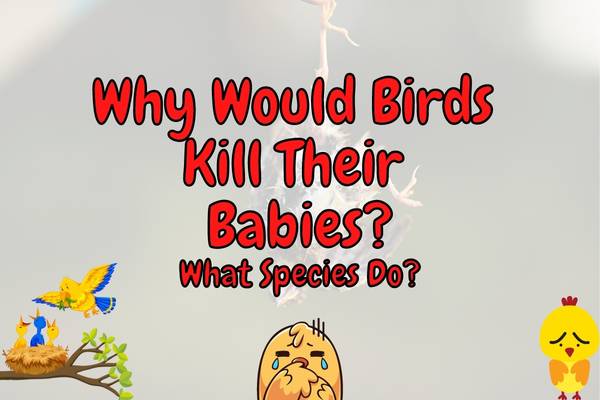 Do Birds Kill Their Own Babies? (Why Would They?)