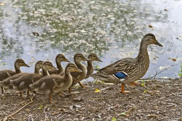 duck parent and ducklings