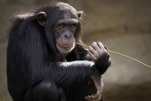 Are Chimpanzees Omnivores? (Will They Eat Meat?) – Outlife Expert
