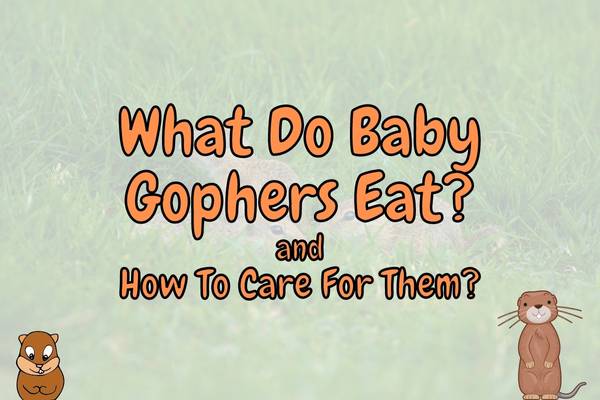 What do Baby Gophers Eat? (Can They be Pets?)