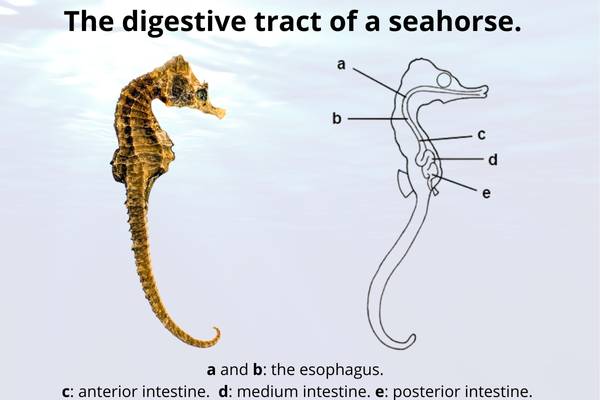 Sea horse digestion GI tract anatomy 