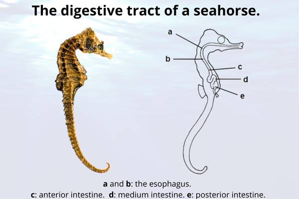 Sea horse digestion GI tract anatomy